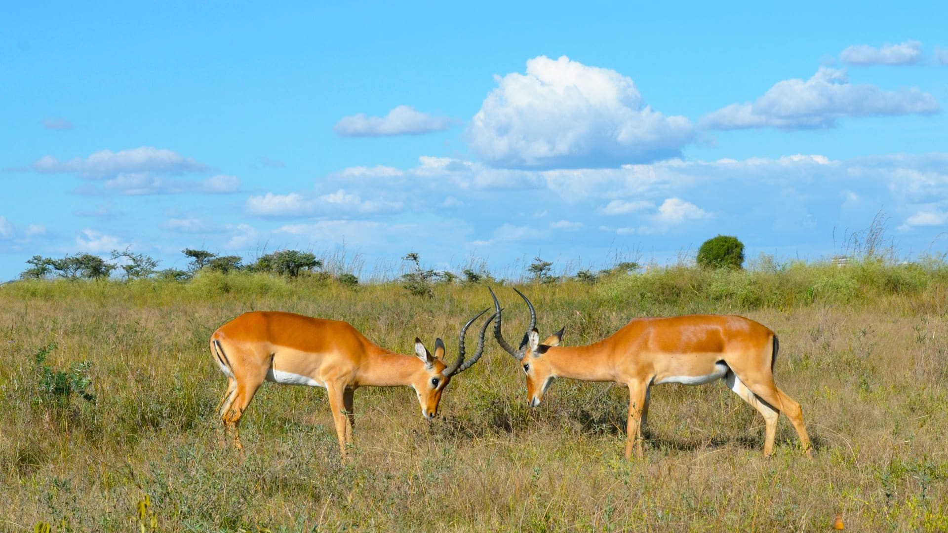 Budget Camping Safari