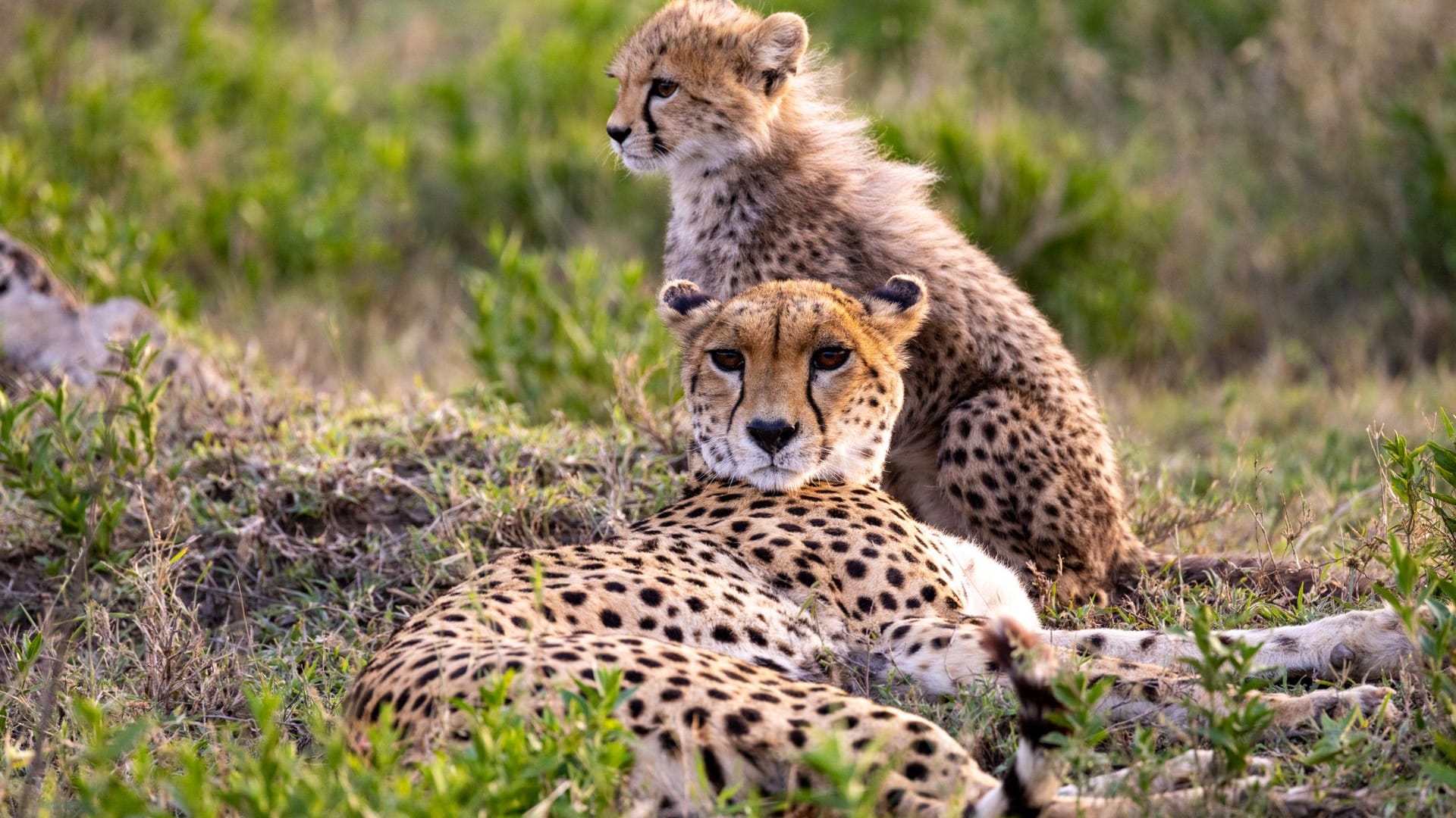 Family Safari