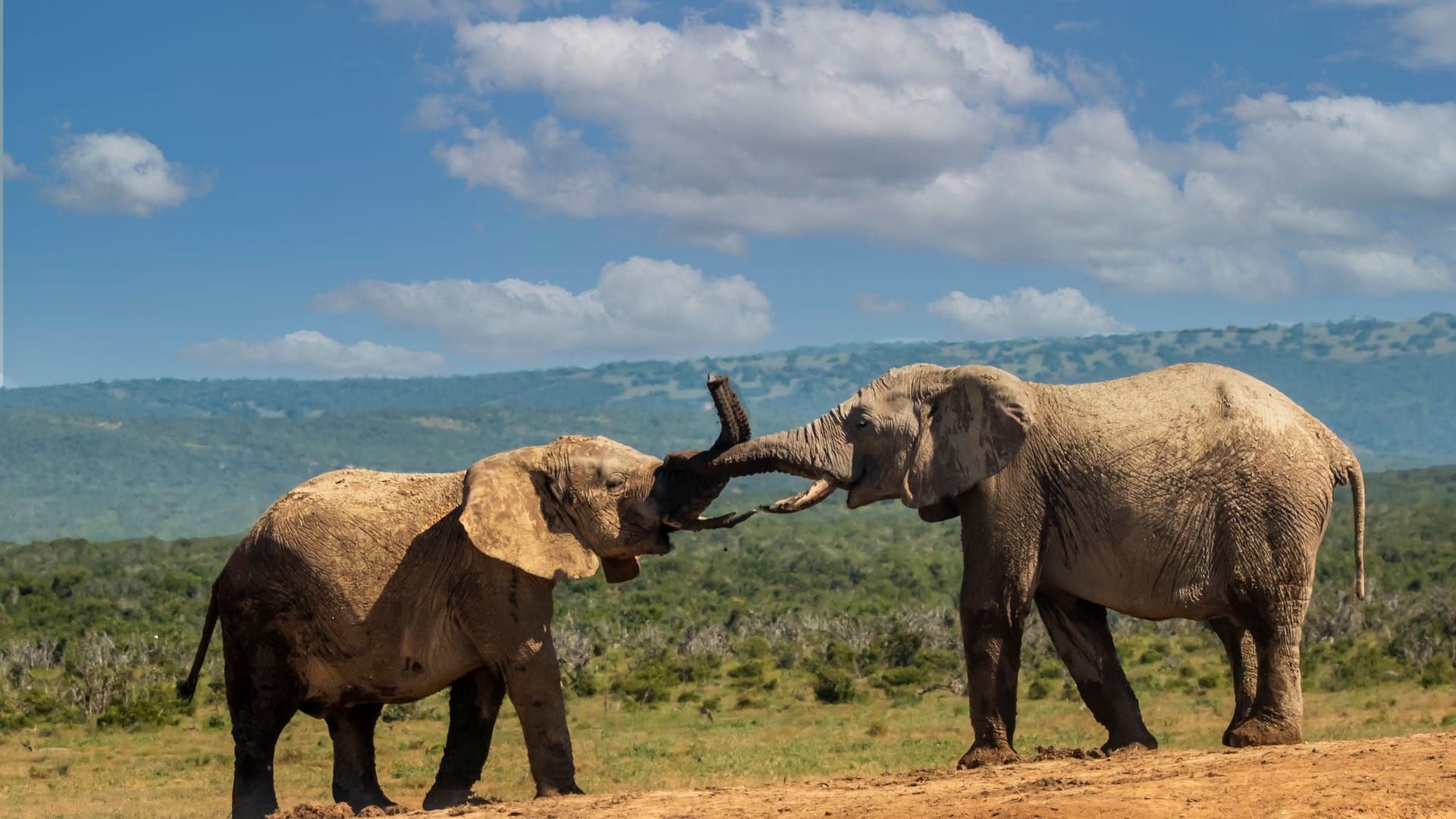 Honeymoon Safari