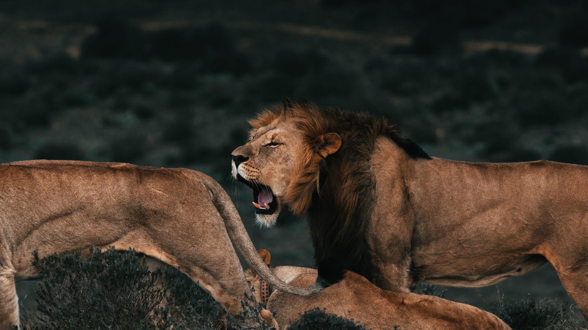 4-Day Tarangire & Ngorongoro Big Five Mid-Range Safari