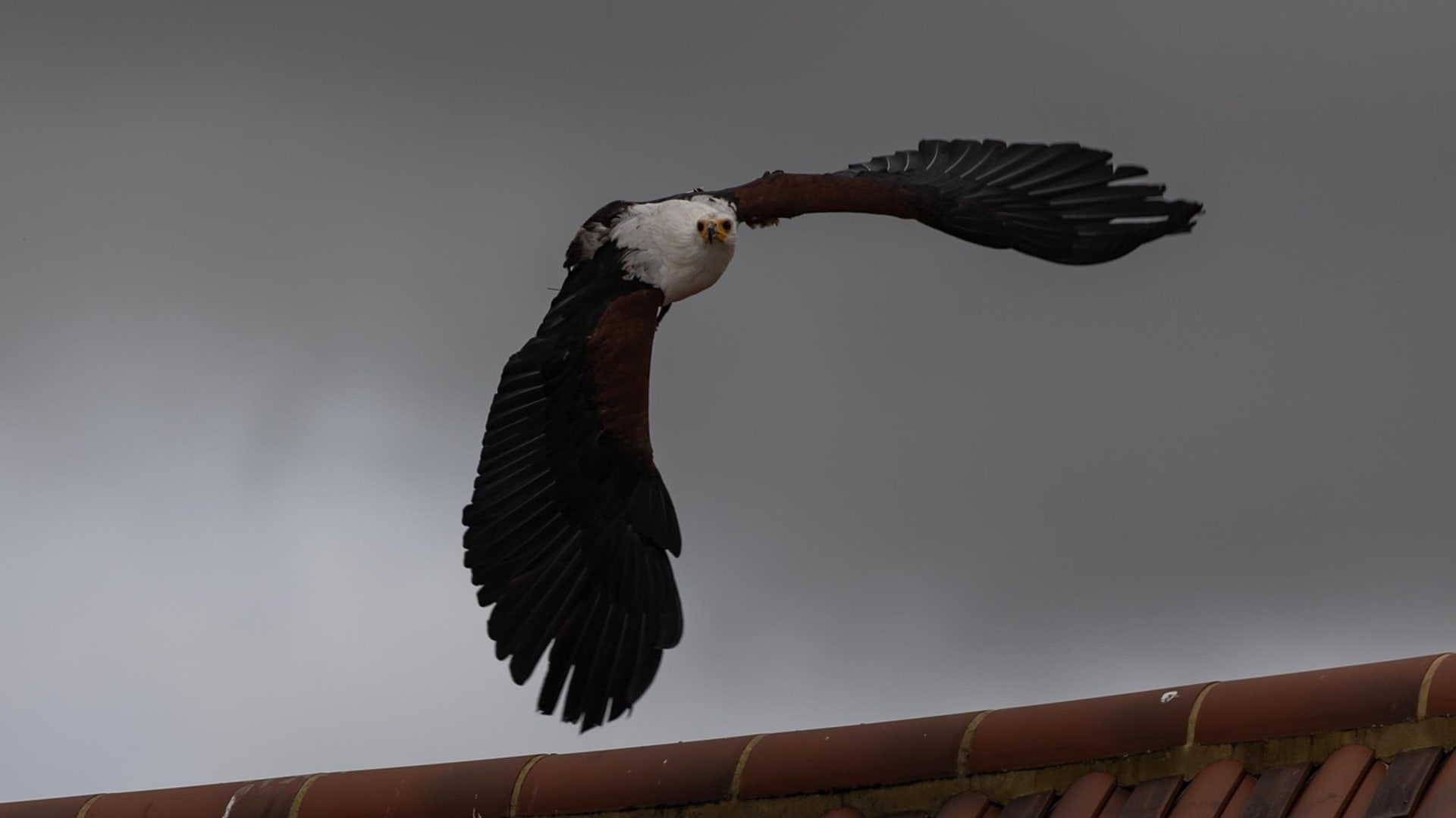 7-Day Tanzania Birding Safari
