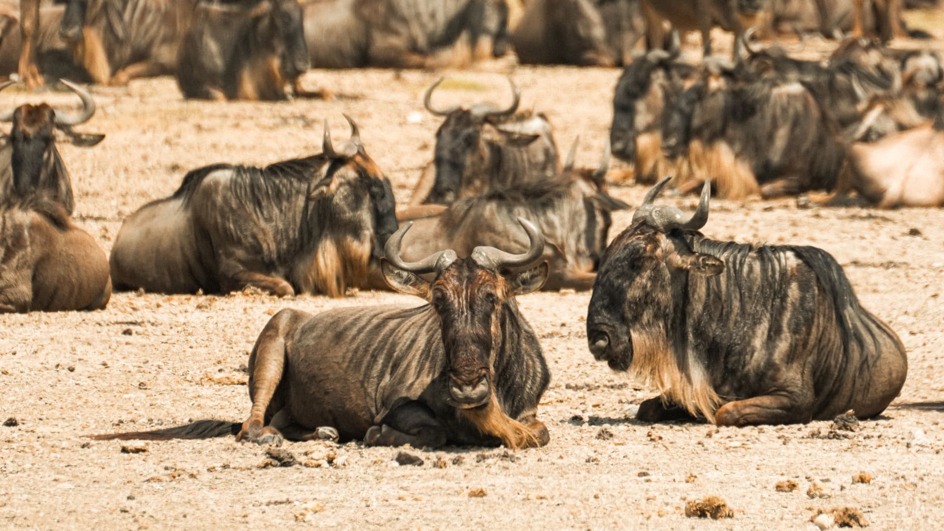 7-Day Ndutu Calving Season Luxury Safari