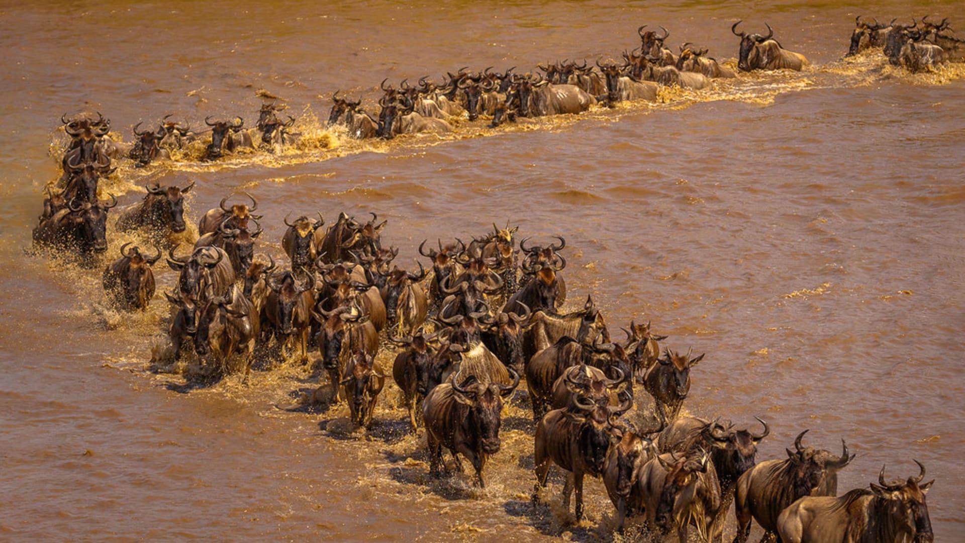 8-Day Great Migration: Ndutu Calving & Serengeti Explorer