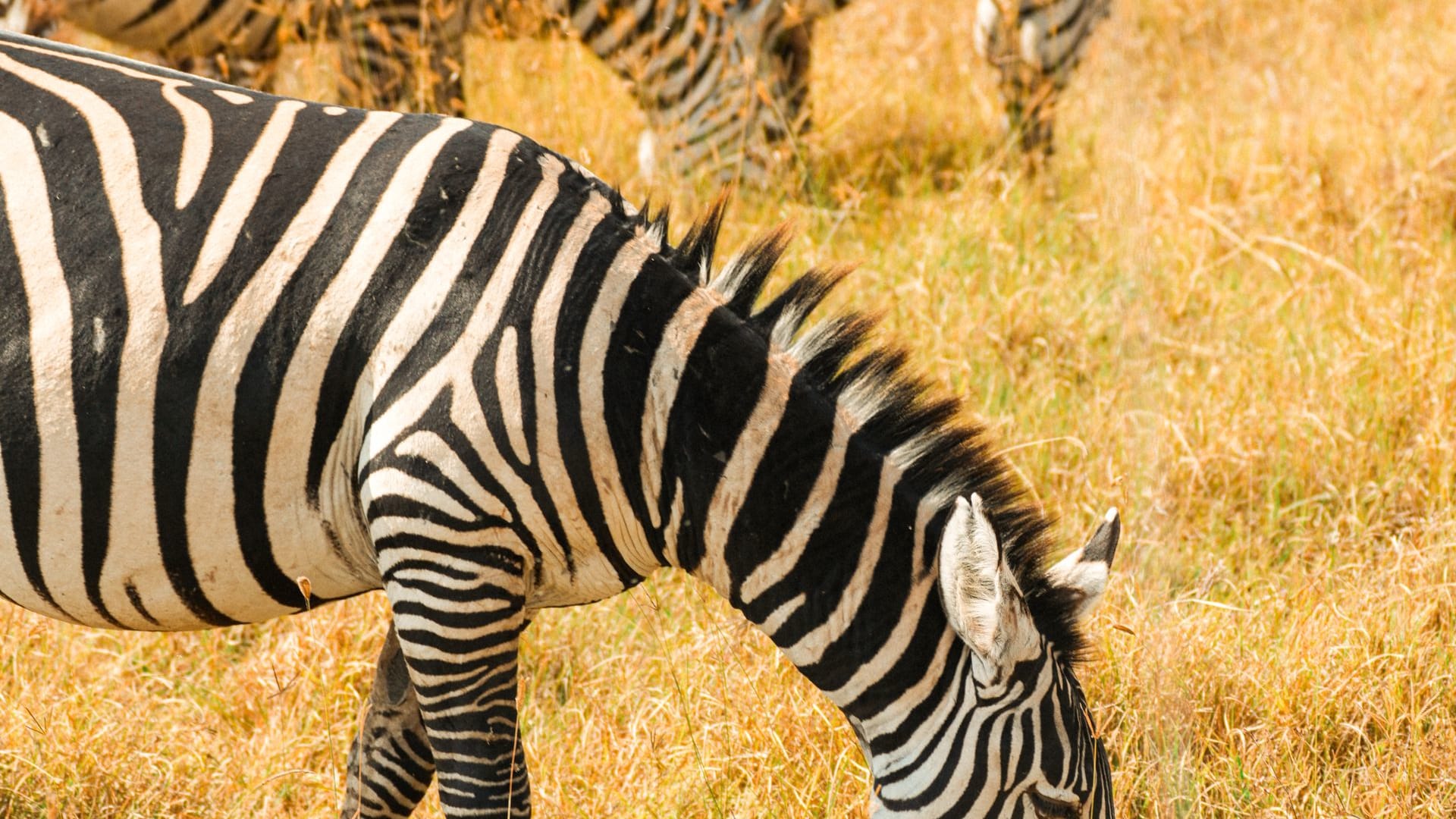 6-Day Family Mid-Range Safari Adventure