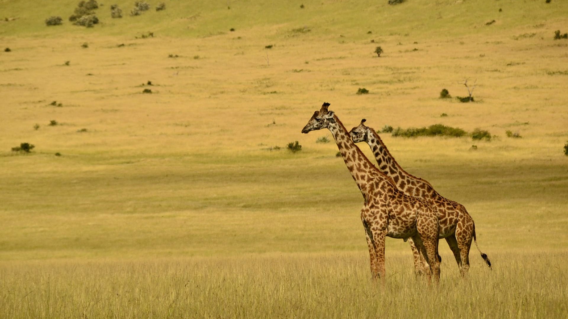 10-Day Northern Circuit Classic Luxury Safari
