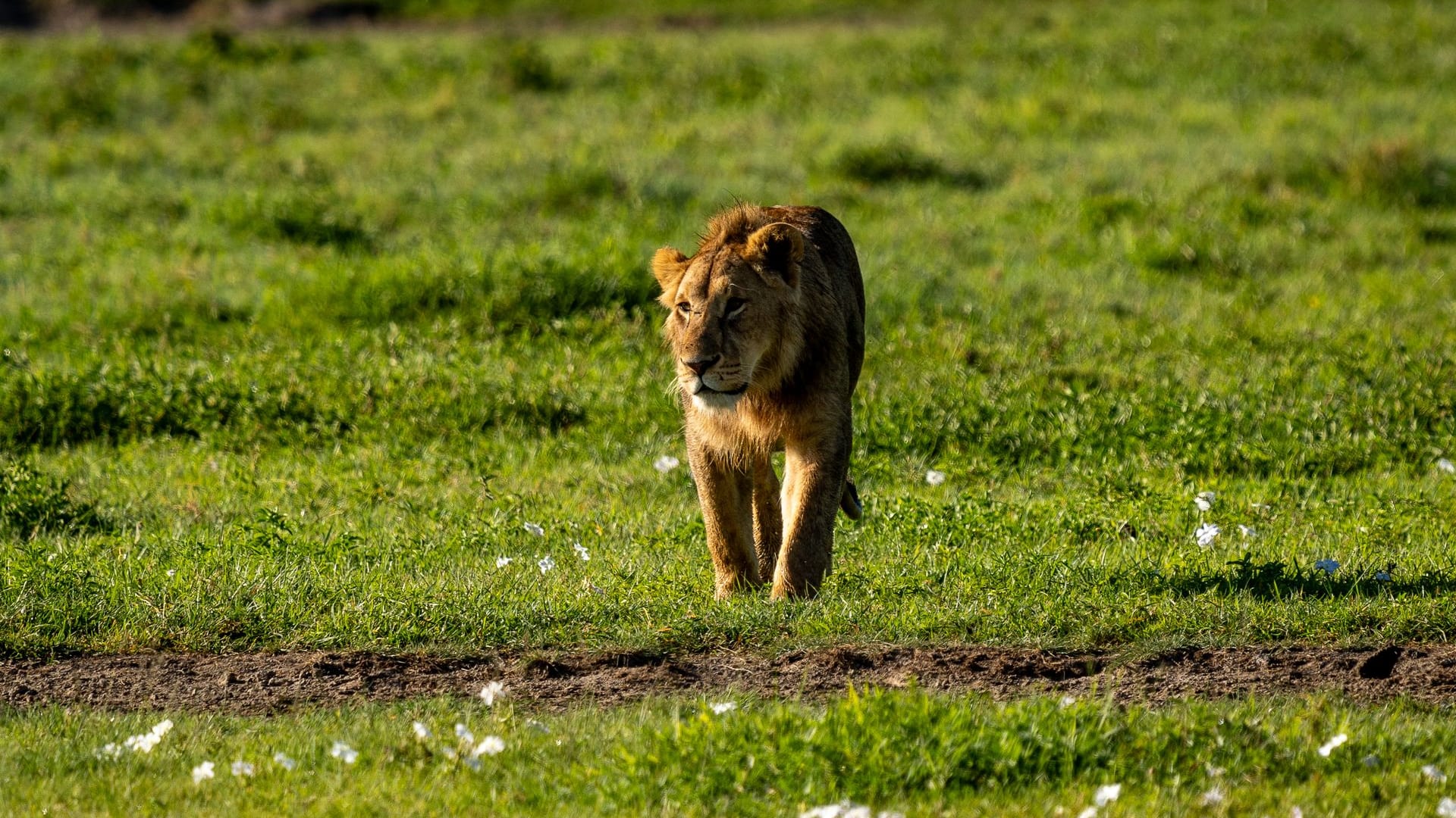 7-Day Signature Northern Circuit Luxury Safari