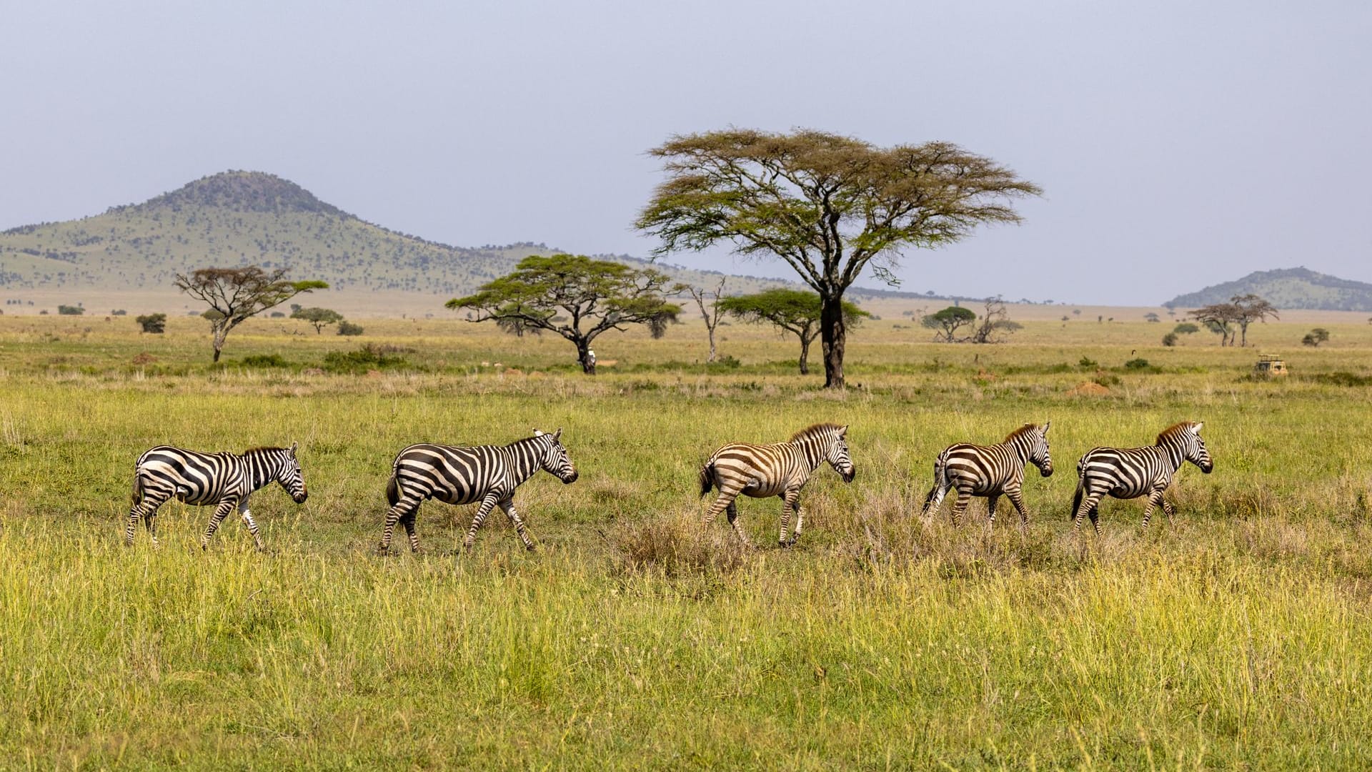 7-Day Signature Northern Circuit Mid-Range Safari