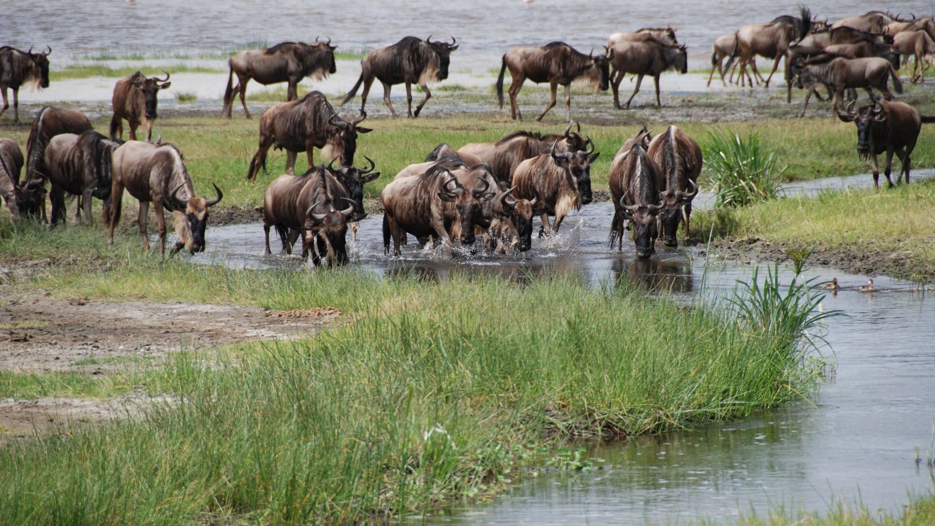 8-Day Grumeti River Crossings · Western Corridor Migration