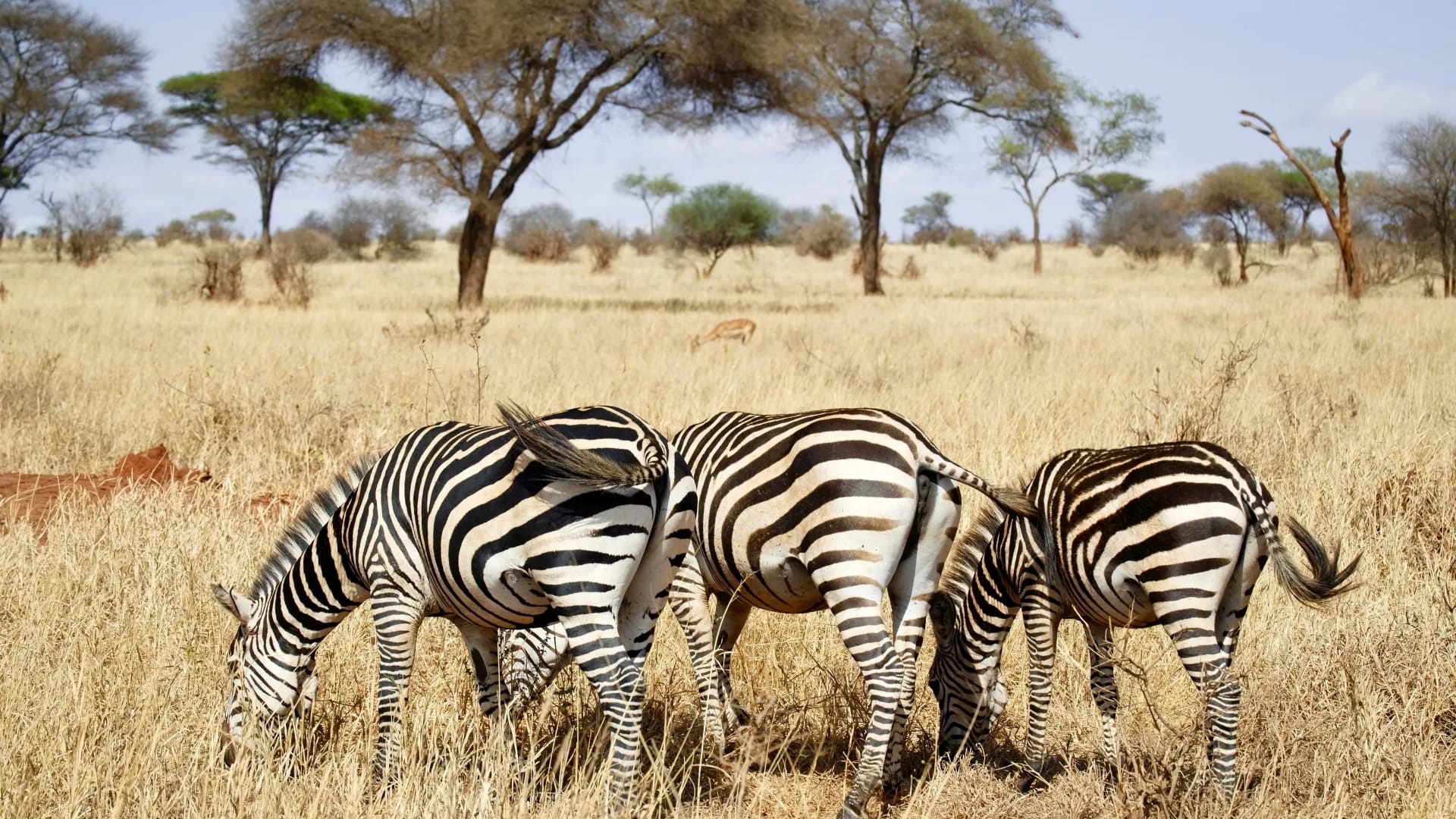 8-Day Tanzania Photography Safari