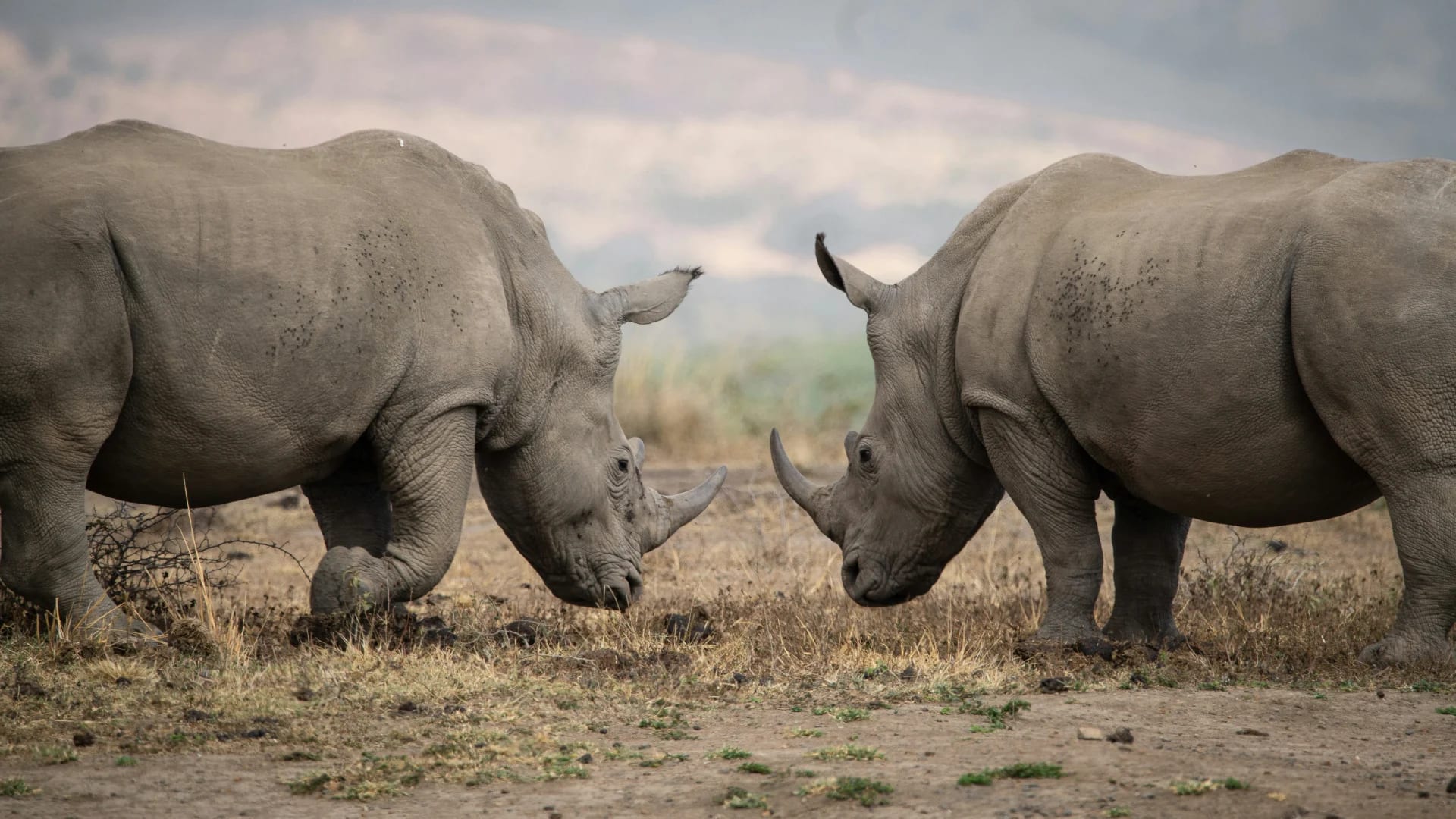 6-Day Tanzania Through the Lens · Northern Circuit Photo Safari