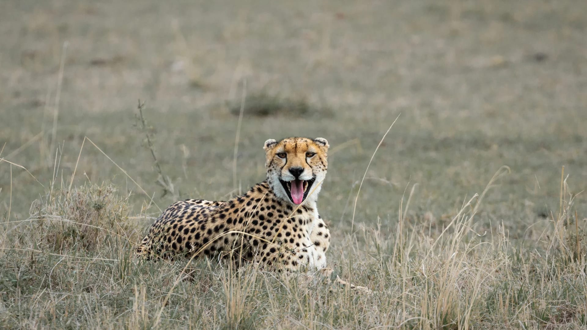 6-Day Budget Northern Tanzania Camping Safari