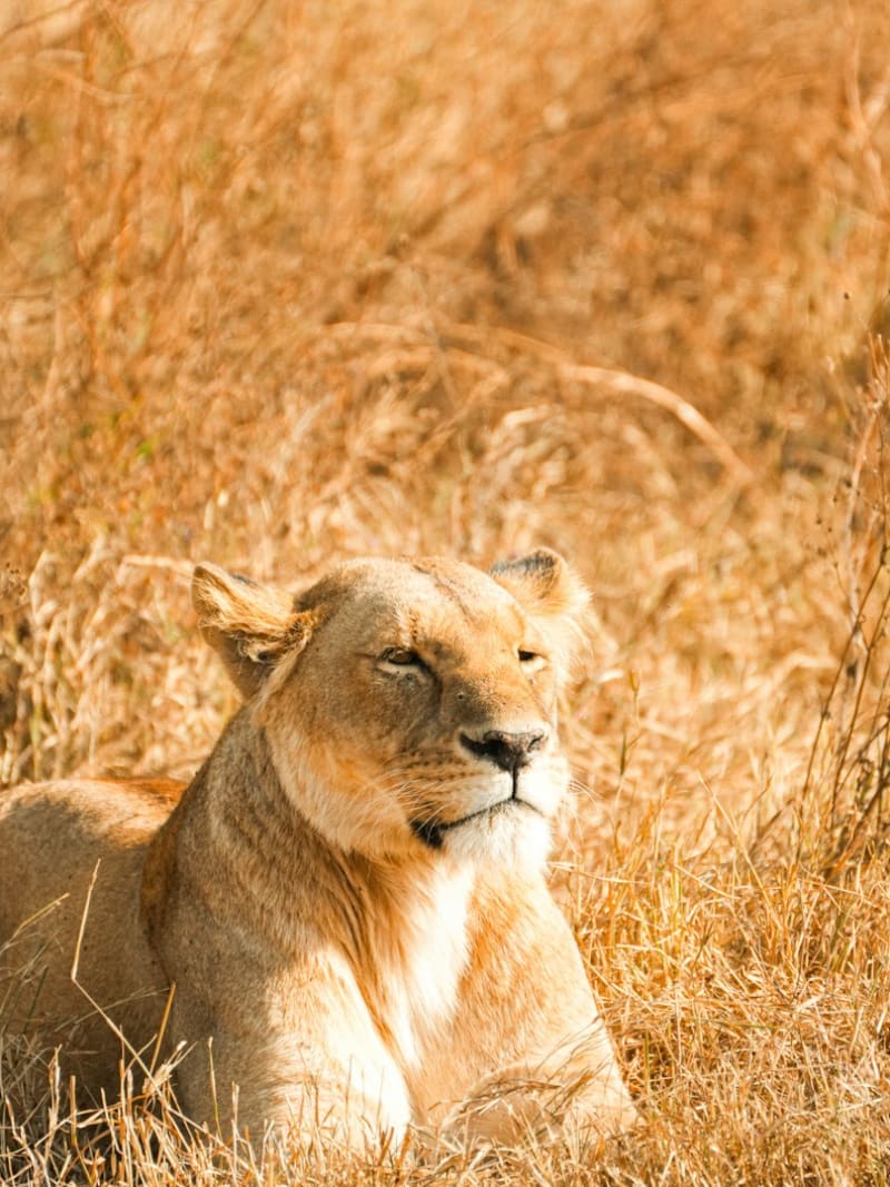 Wildlife Safaris