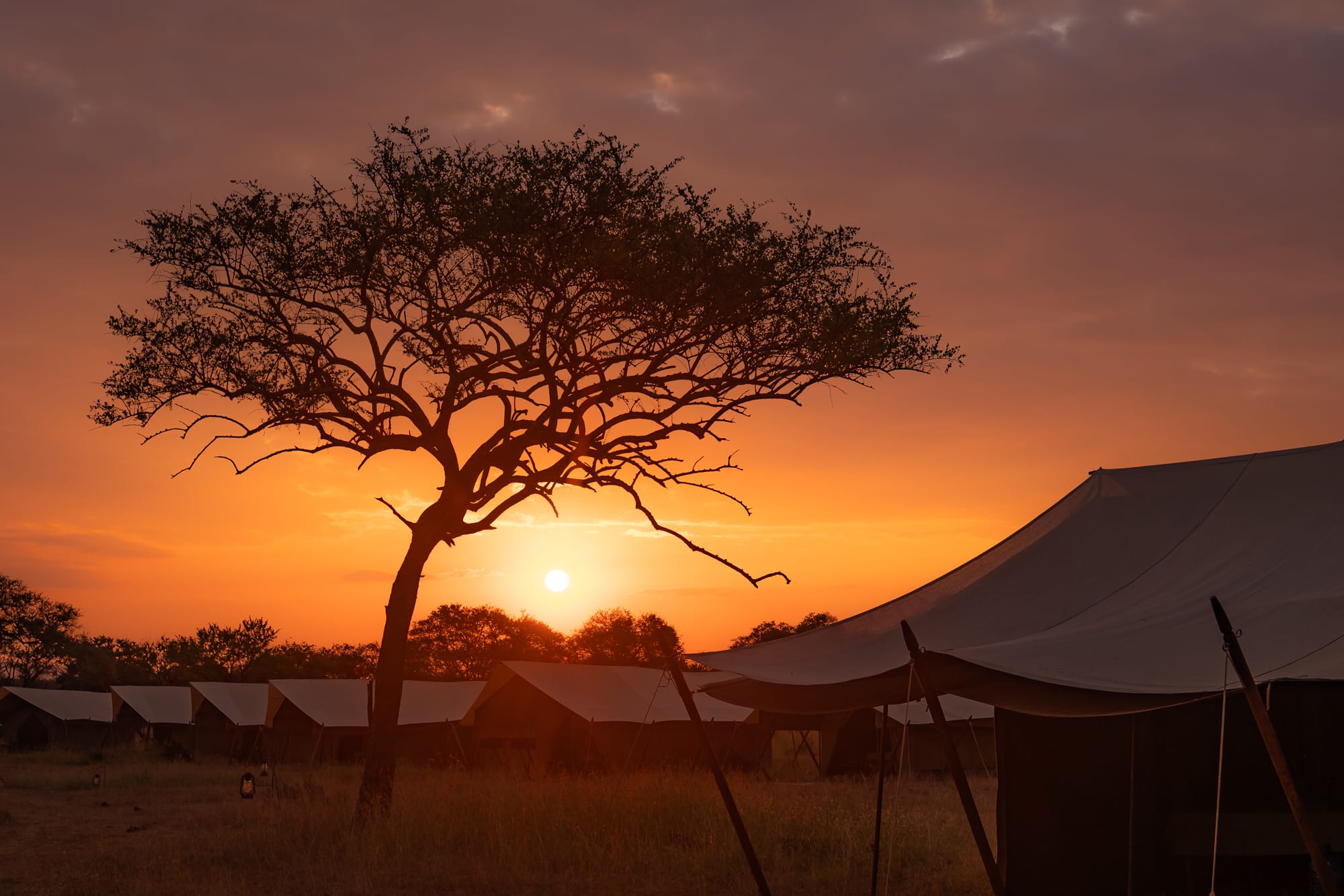 Intimate Camp Zebra - 3