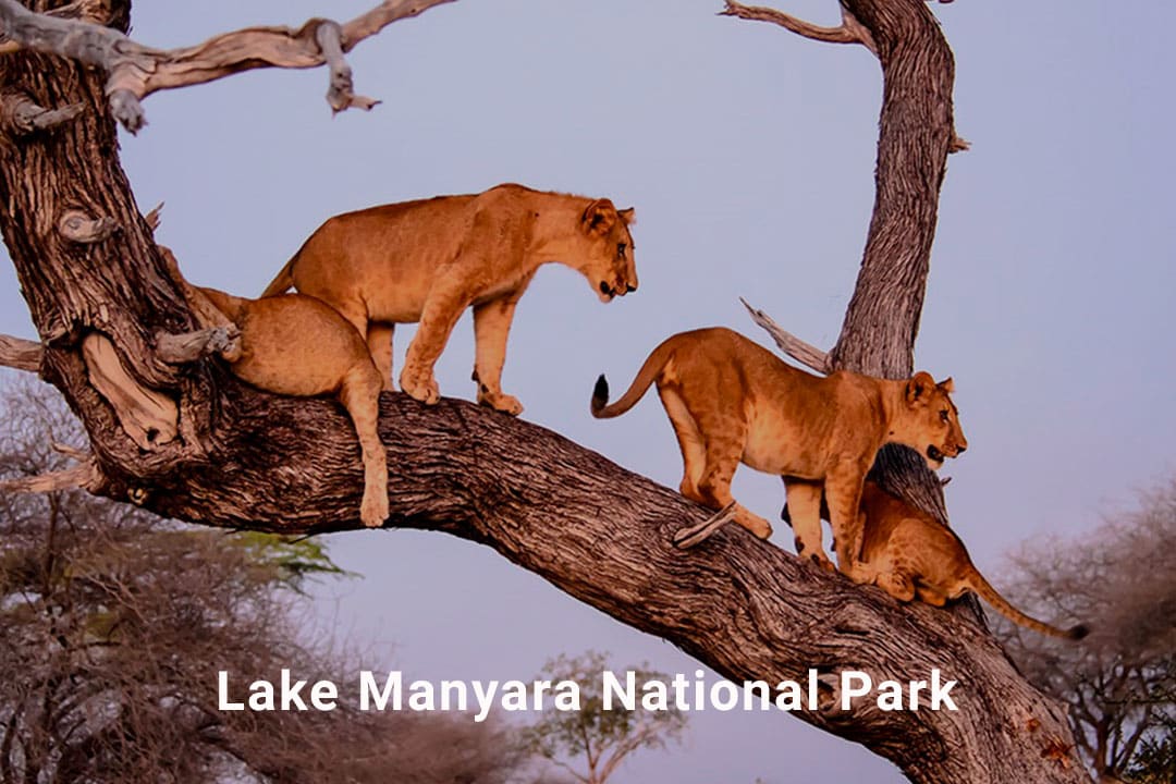 Lake Manyara Day Trip
