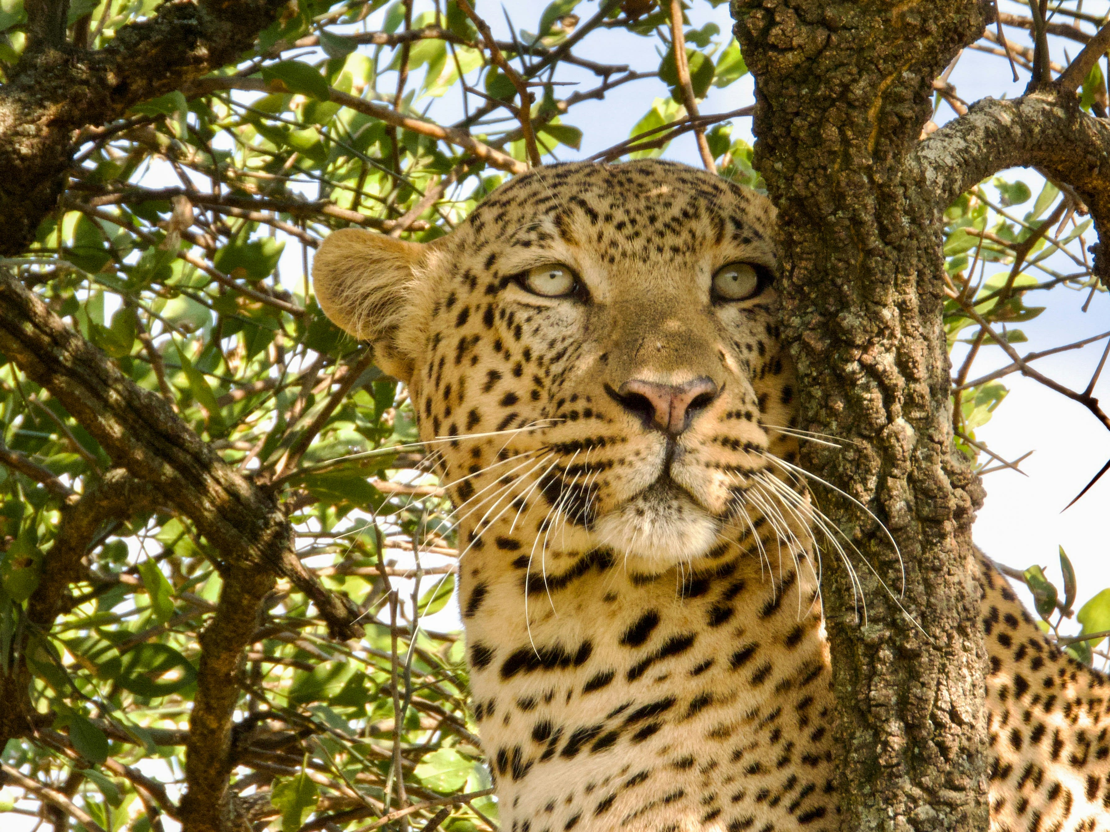 Fly-In Safaris