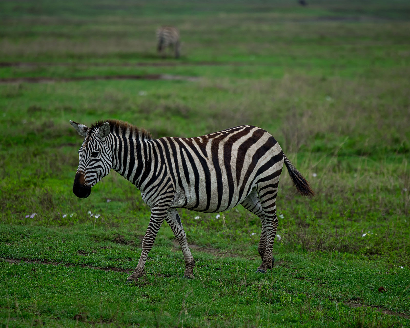 5-Day Family Serengeti Safari