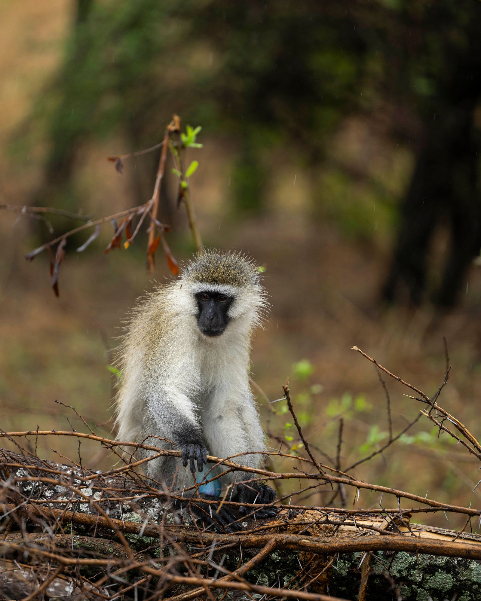 4-Day Group Tanzania Safari