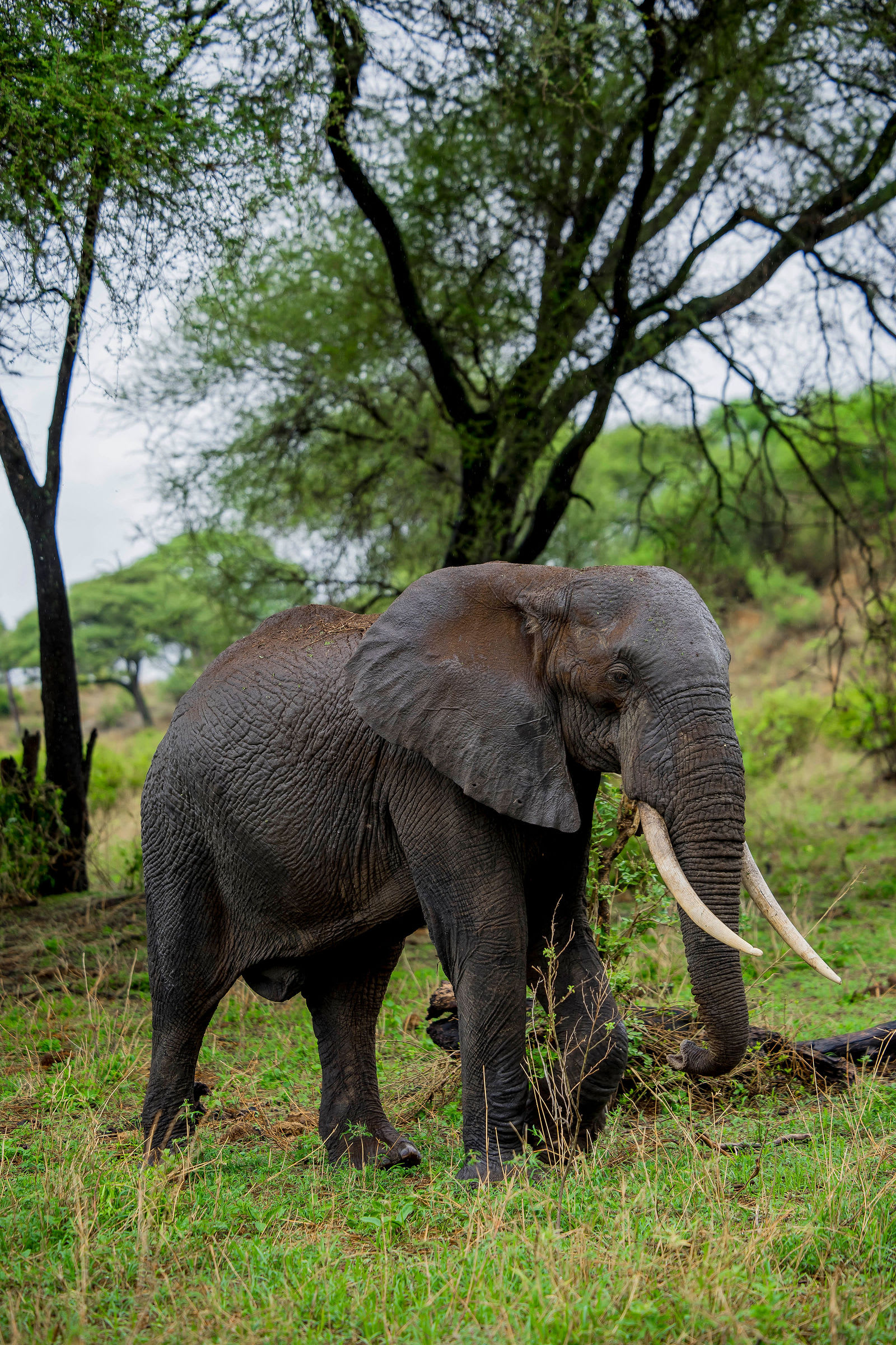 5-Day Classic Serengeti Safari