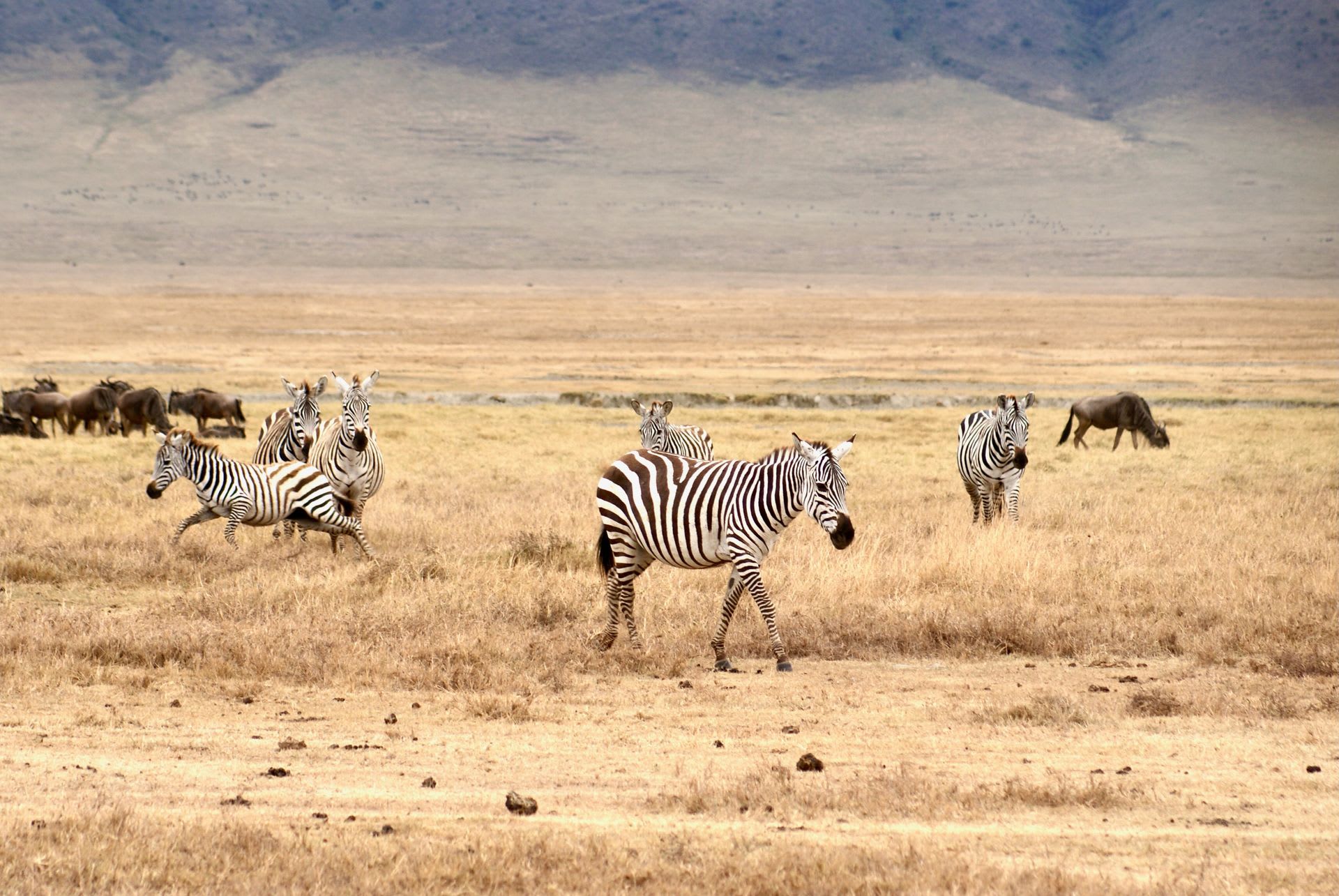 Ngorongoro Crater