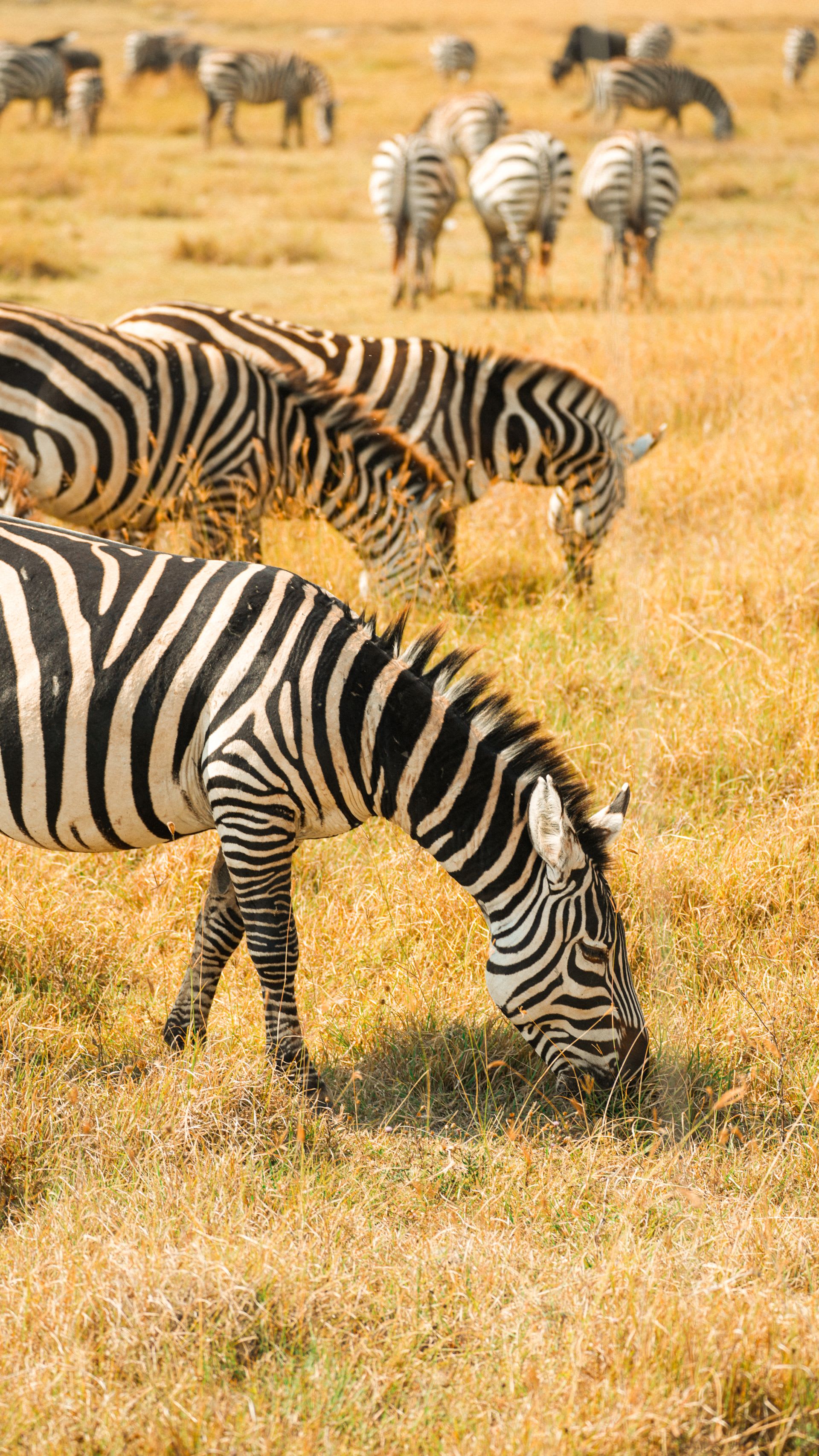 6-Day Family Safari Adventure