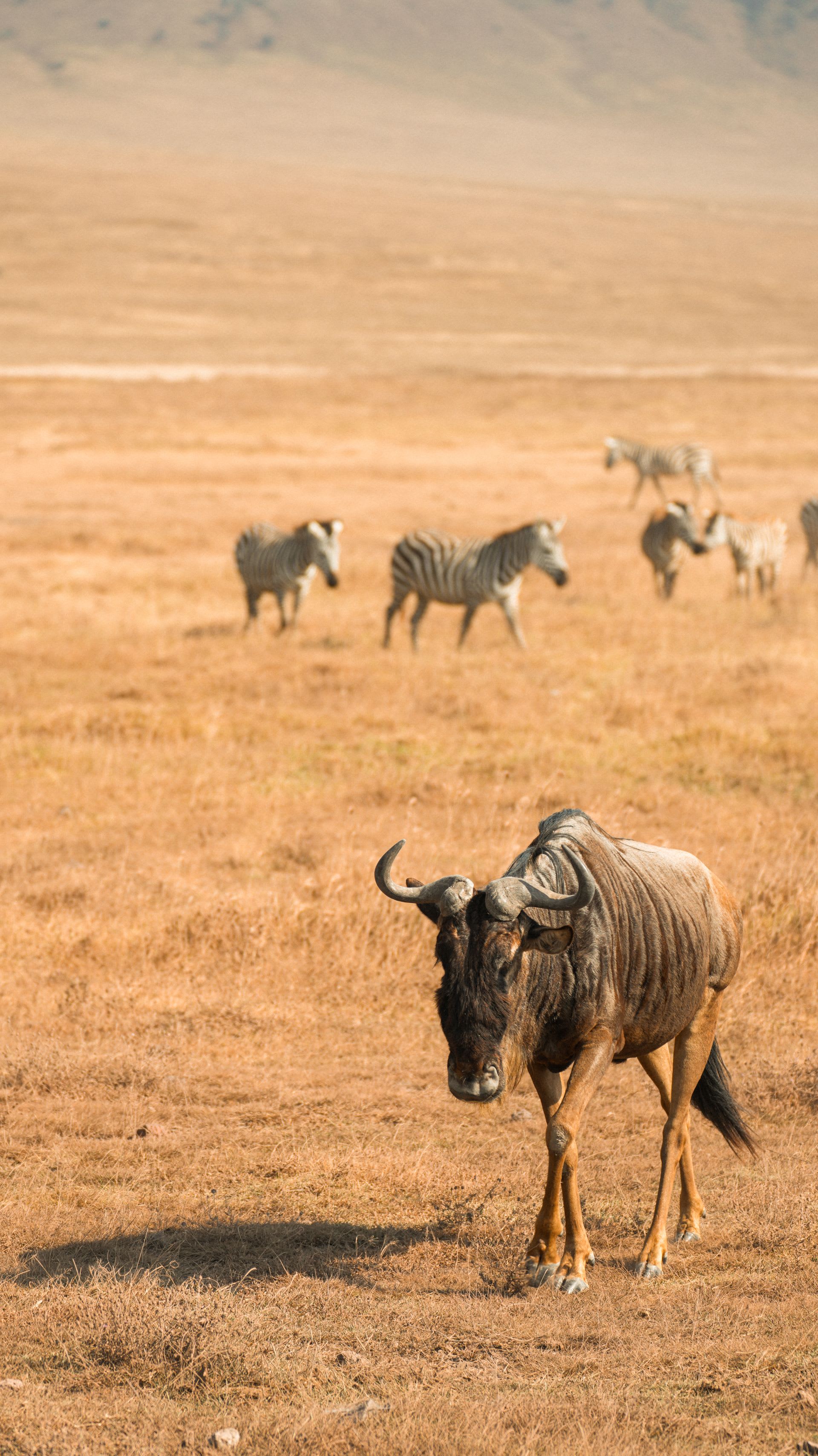 3-Day Zanzibar to Serengeti Fly-In Safari