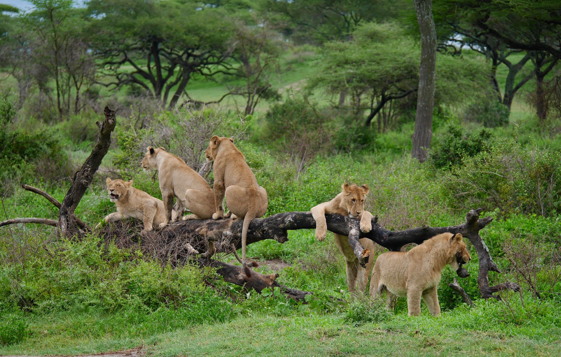 9-Day Off The Beaten Path Western Serengeti & Grumeti Safari