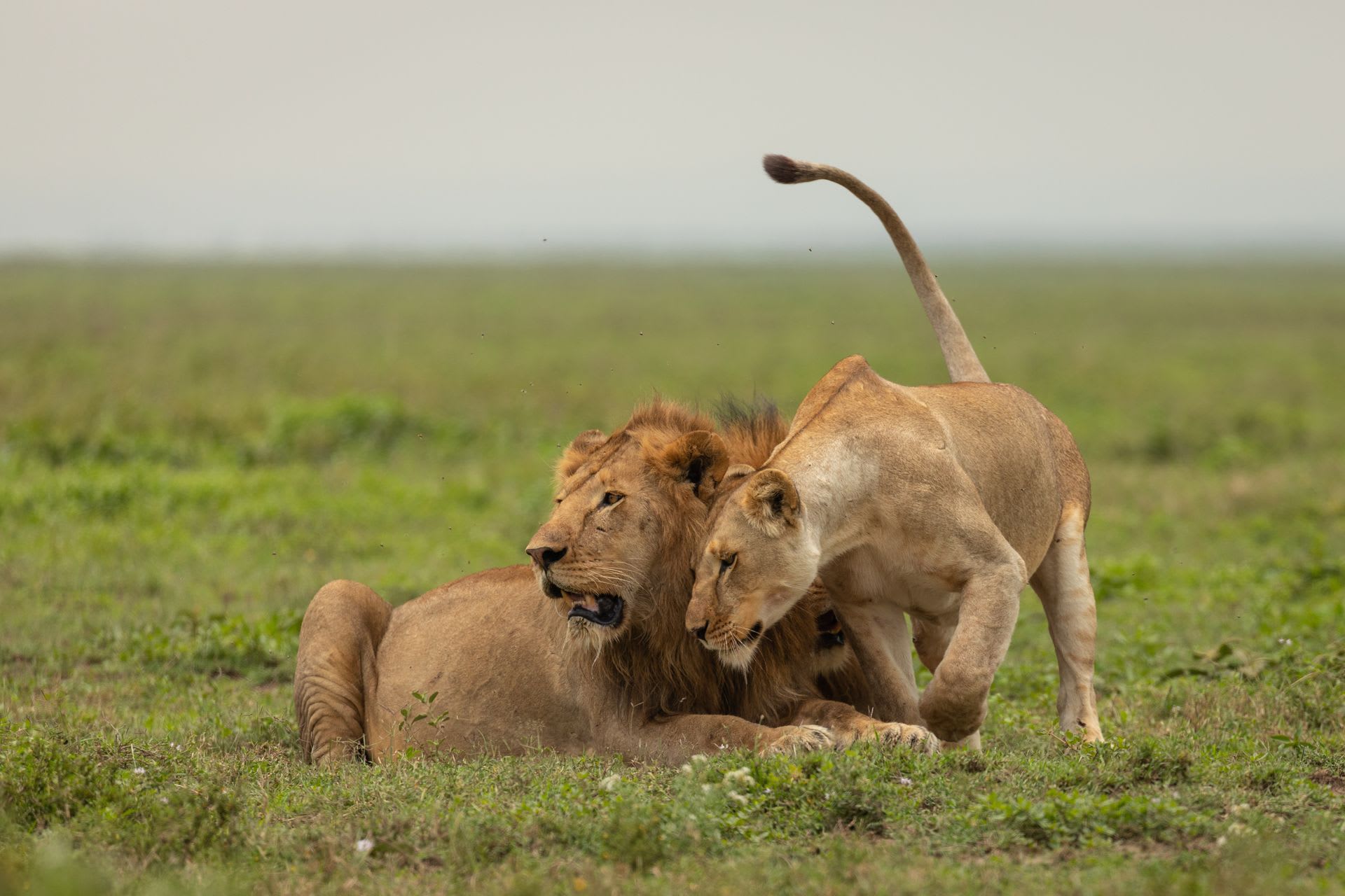 7-Day Zanzibar Honeymoon Beach Escape