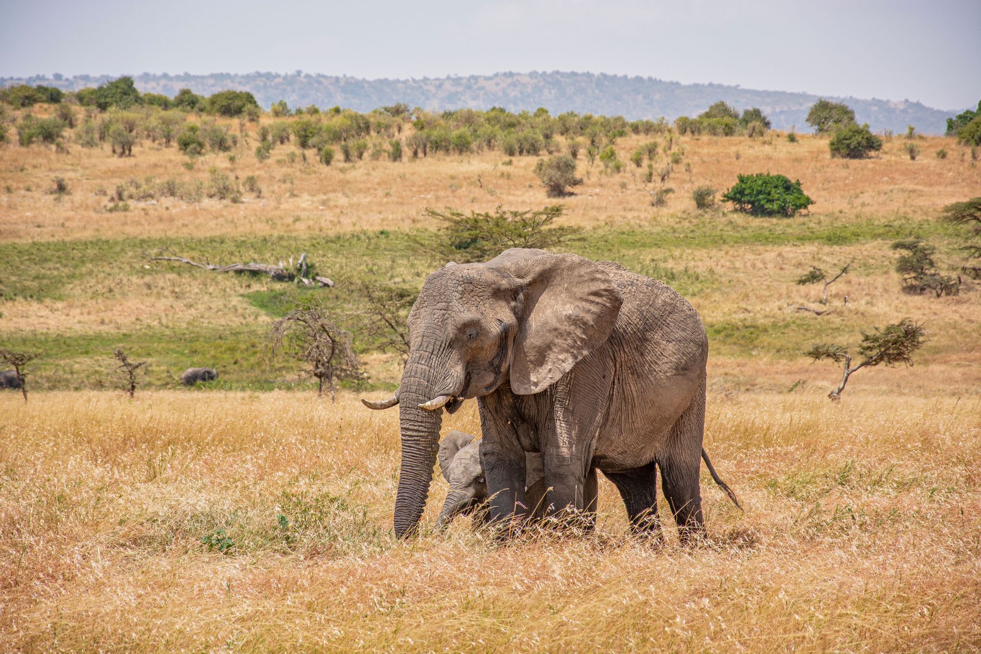 Safari landscape