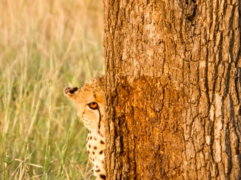 10-Day Grand Tanzania Luxury Journey