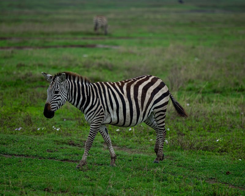 5-Day Family Serengeti Safari