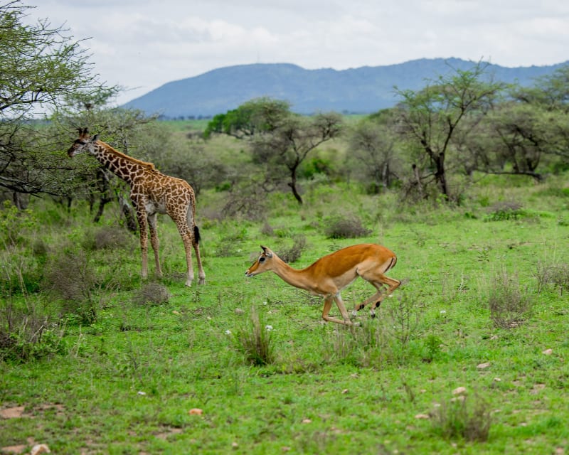 5-Day Romantic Escape — Honeymoon Safari in Tanzania