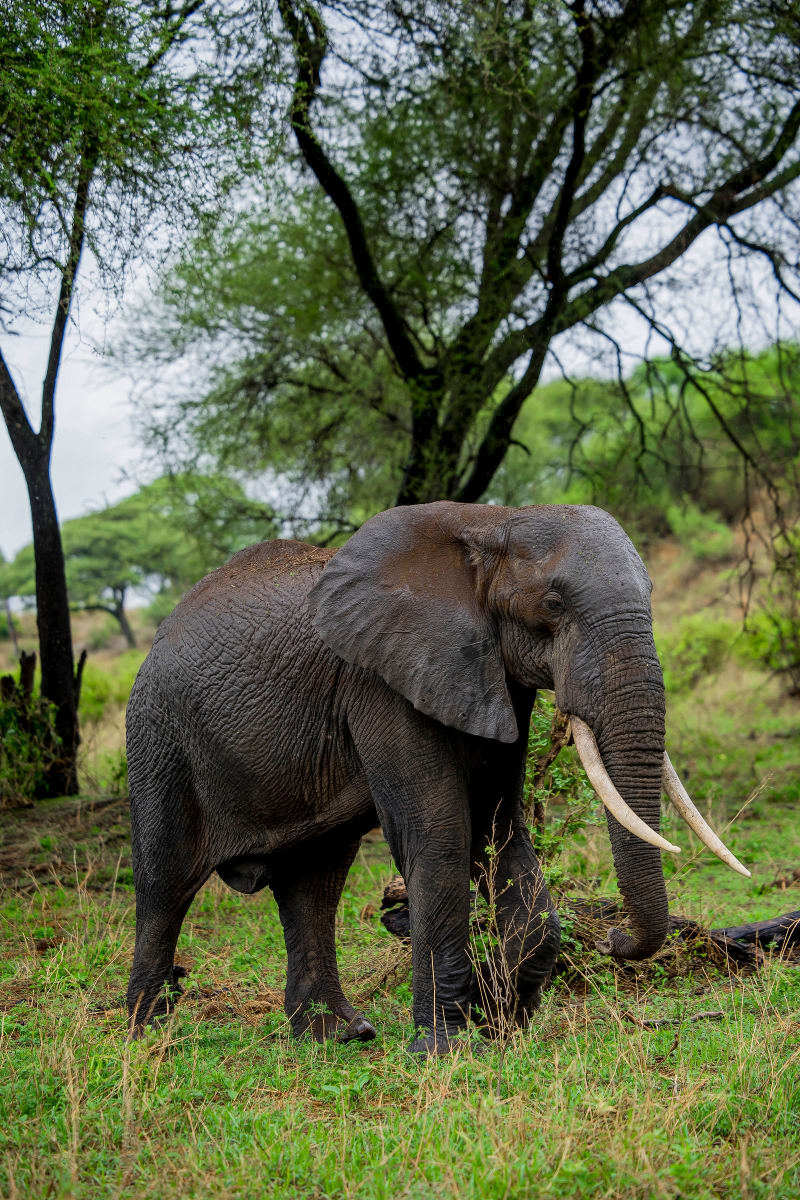 5-Day Classic Serengeti Safari