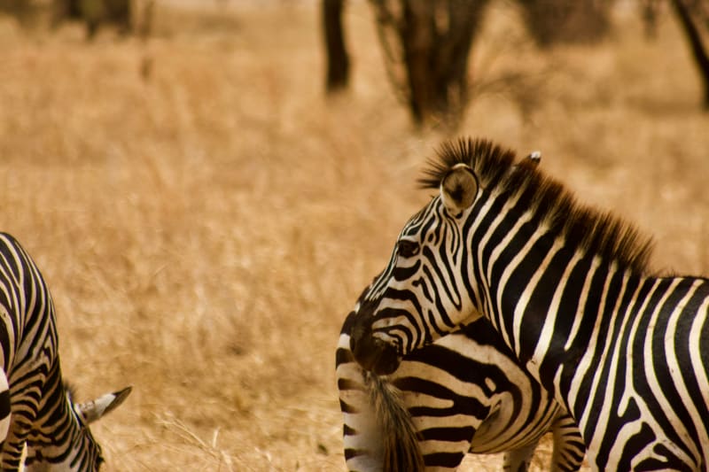 5-Day Ndutu Calving Season Safari