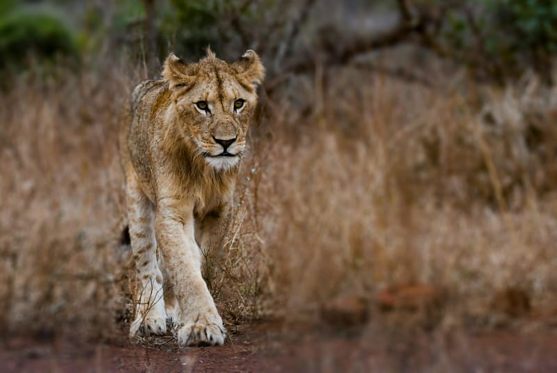 Safari