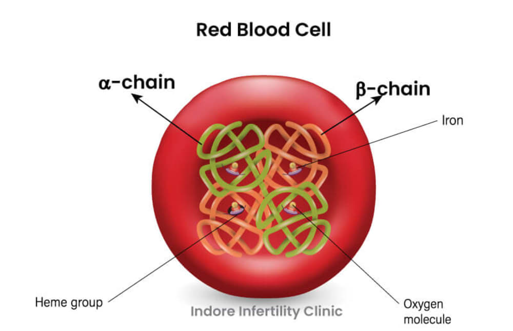 HemeGroupAlphaBetaChain