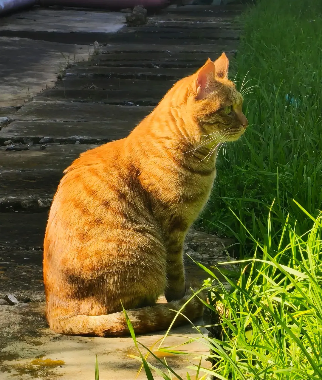 Cat portrait