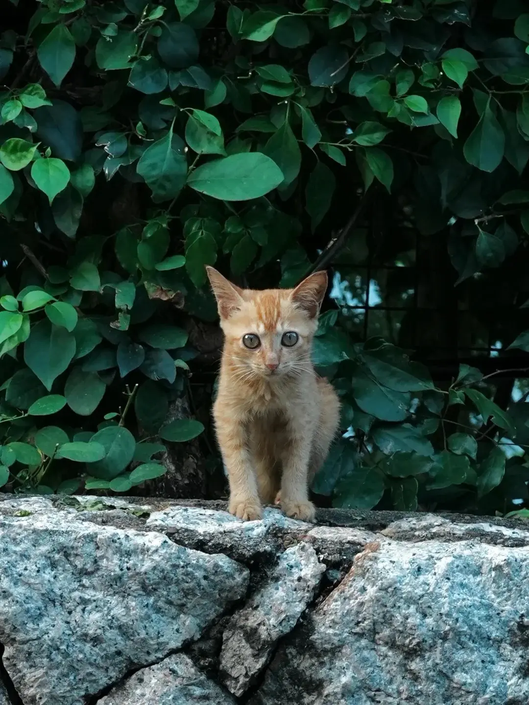 THE SMALL ANIMALS ON THE STREET