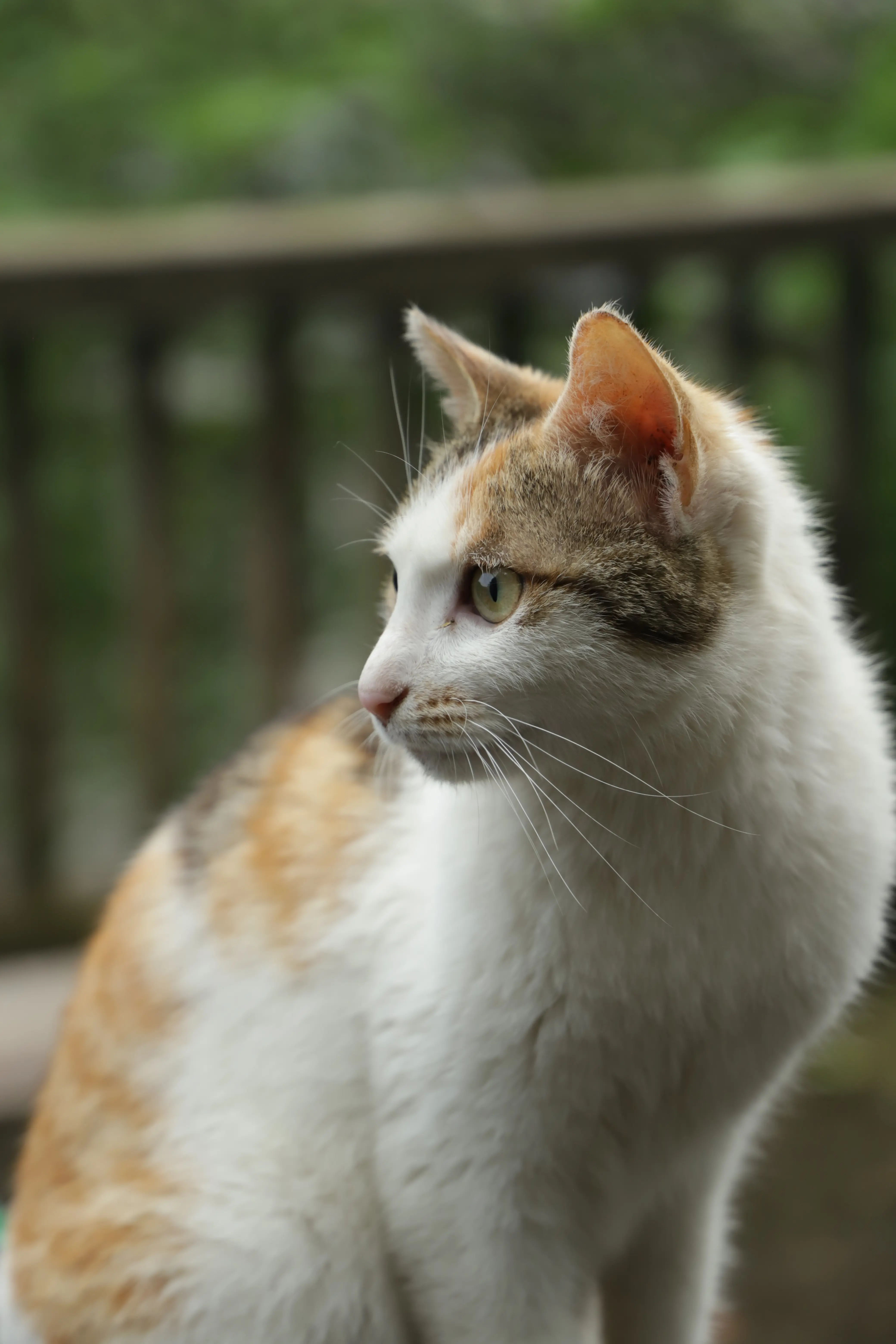 Pet photo