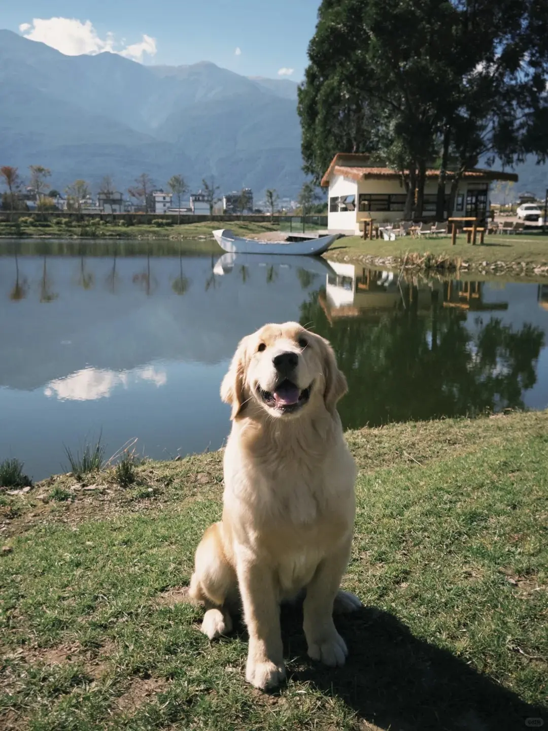 Golden retriever