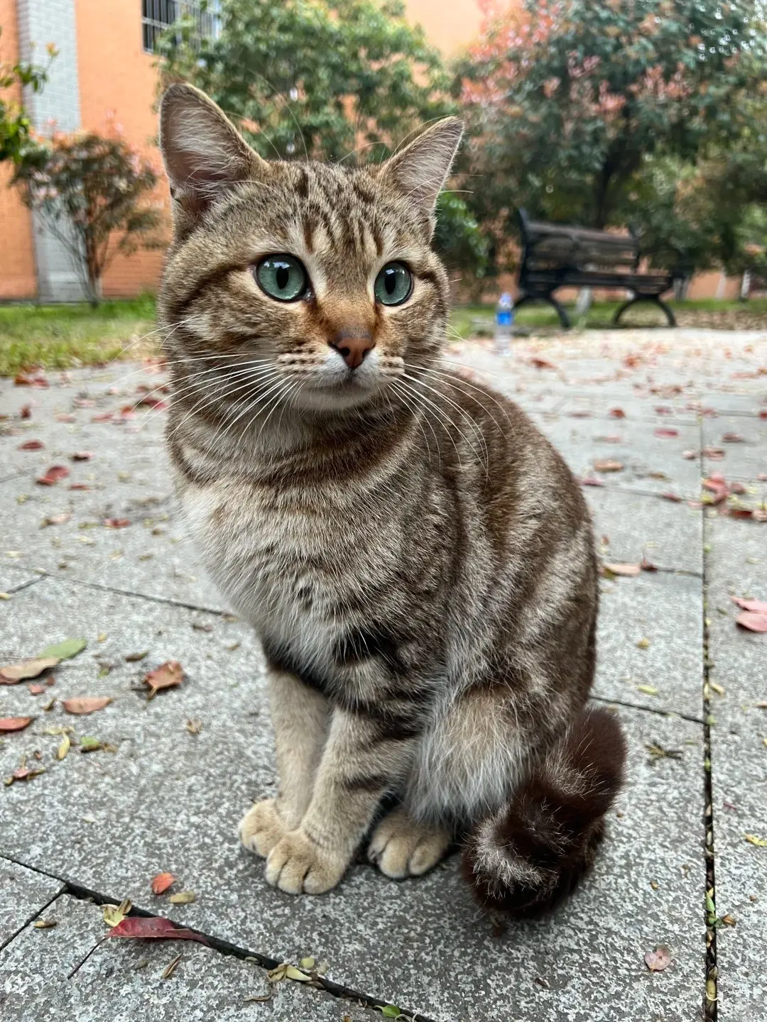Campus cat