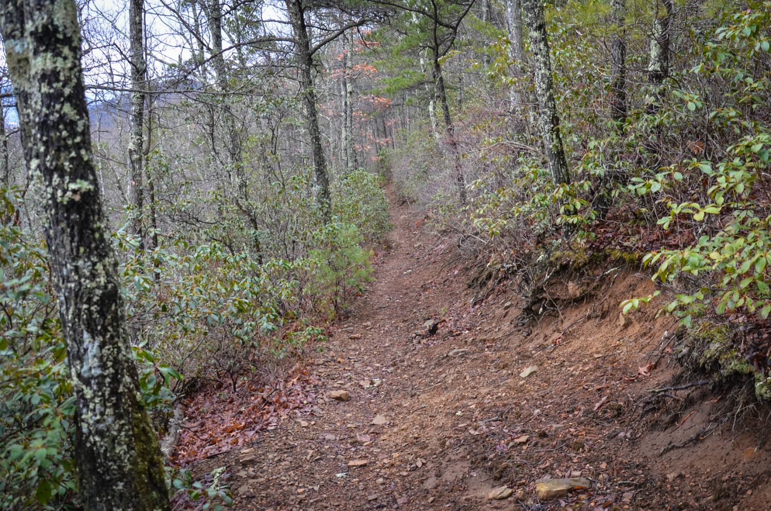 On the way down to Whitetop Rd.