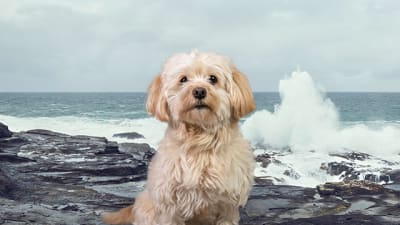 Bruno der Bürohund