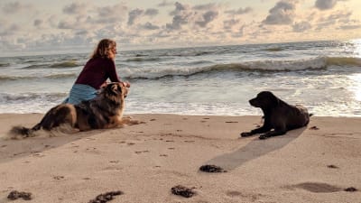 Hunde und Meer