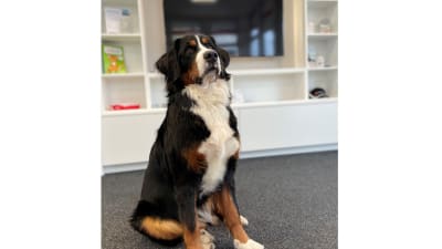 Mayla - unser 