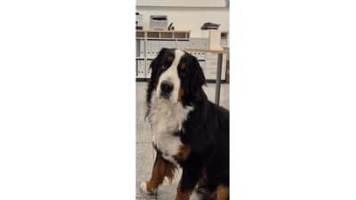 Bürohund Bailey