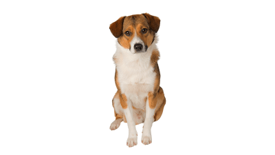 Bürohund