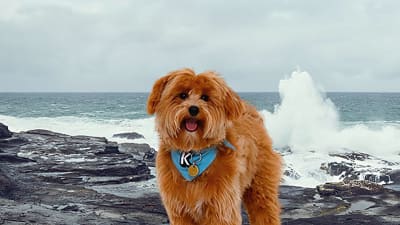 Hund Karli