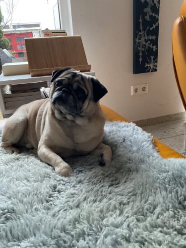 Wohlfühlhund Kalle