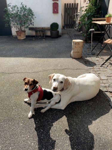 Unsere Bürohunde