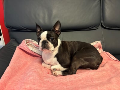 Wohlfühlhund Paula